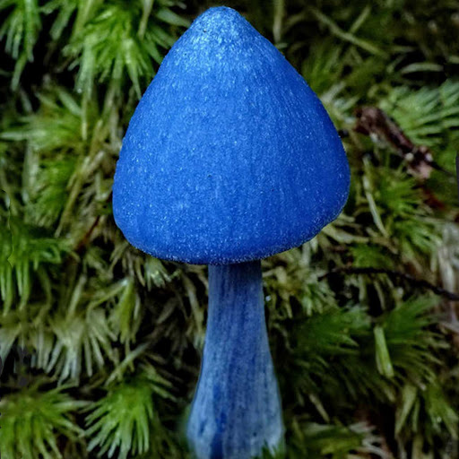 Необычный голубой гриб Entoloma hochstetteri