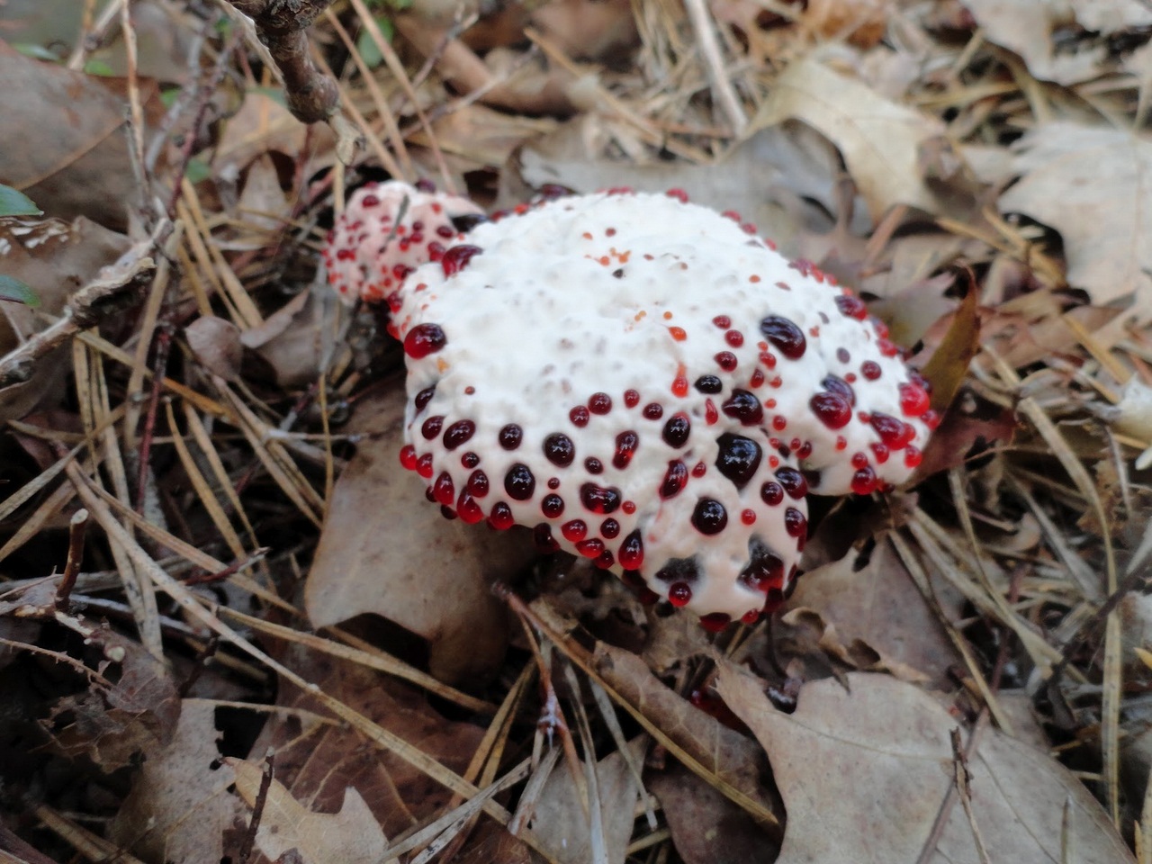 Hydnellum peckii